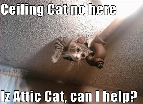 Cat_Attic.jpg