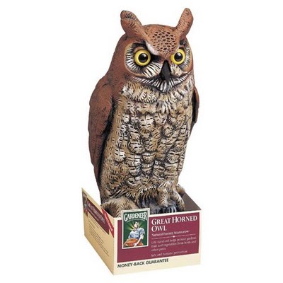 Fake Owl.jpg